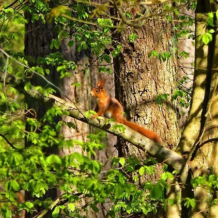 Nyaraló Traumhaus Mit Sauna Und Kamin *