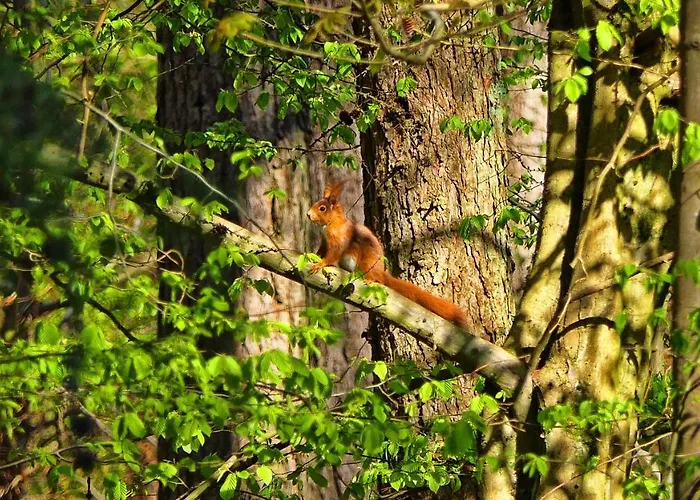 Vakantiehuis Traumhaus Mit Sauna Und Kamin *